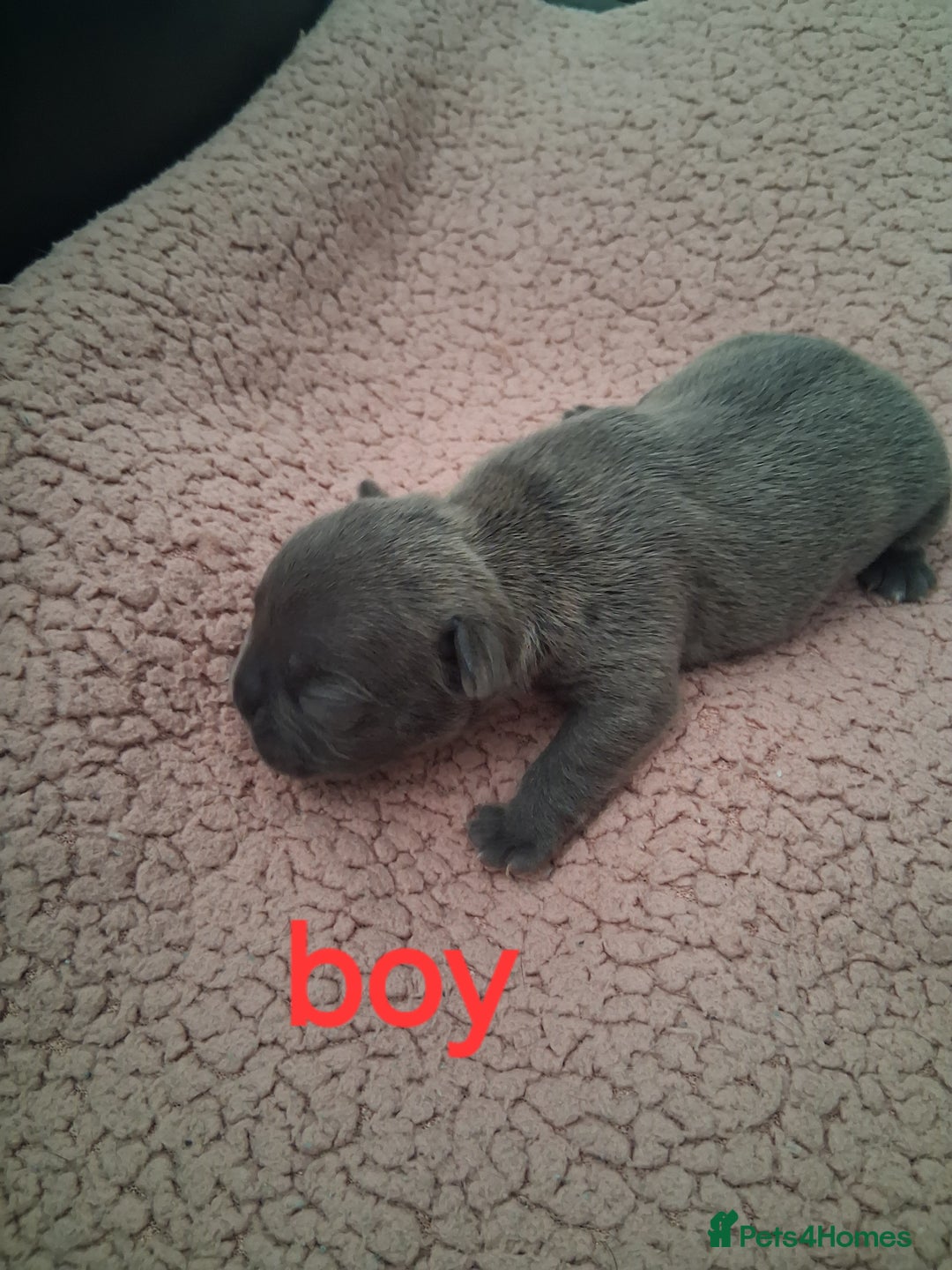 French Bulldog dogs for sale: 8 French bulldog puppies  - Image 4