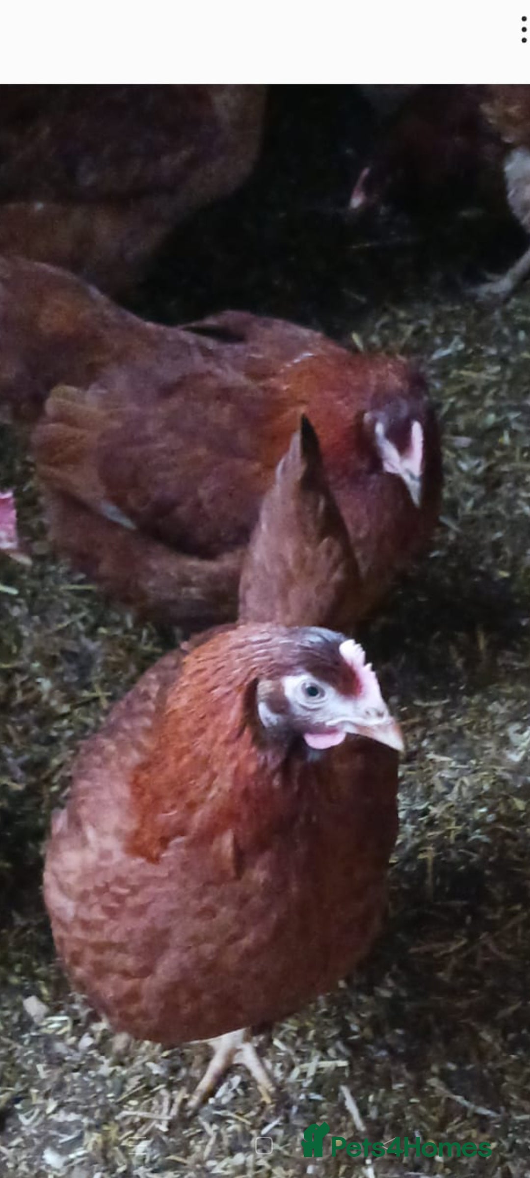 Chickens poultry Warren point of lay Hens - Advert 17