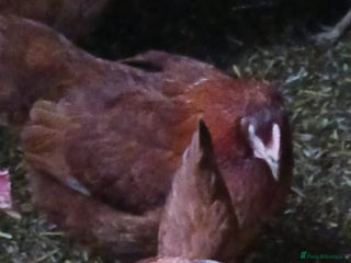 Chickens poultry Warren point of lay Hens - Advert 17