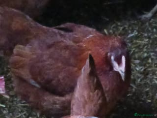 Chickens poultry Warren point of lay Hens - Advert 15