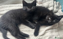 Domestic Shorthair cats for adoption: -Adopt from Cats in Crisis East London  - Image 14