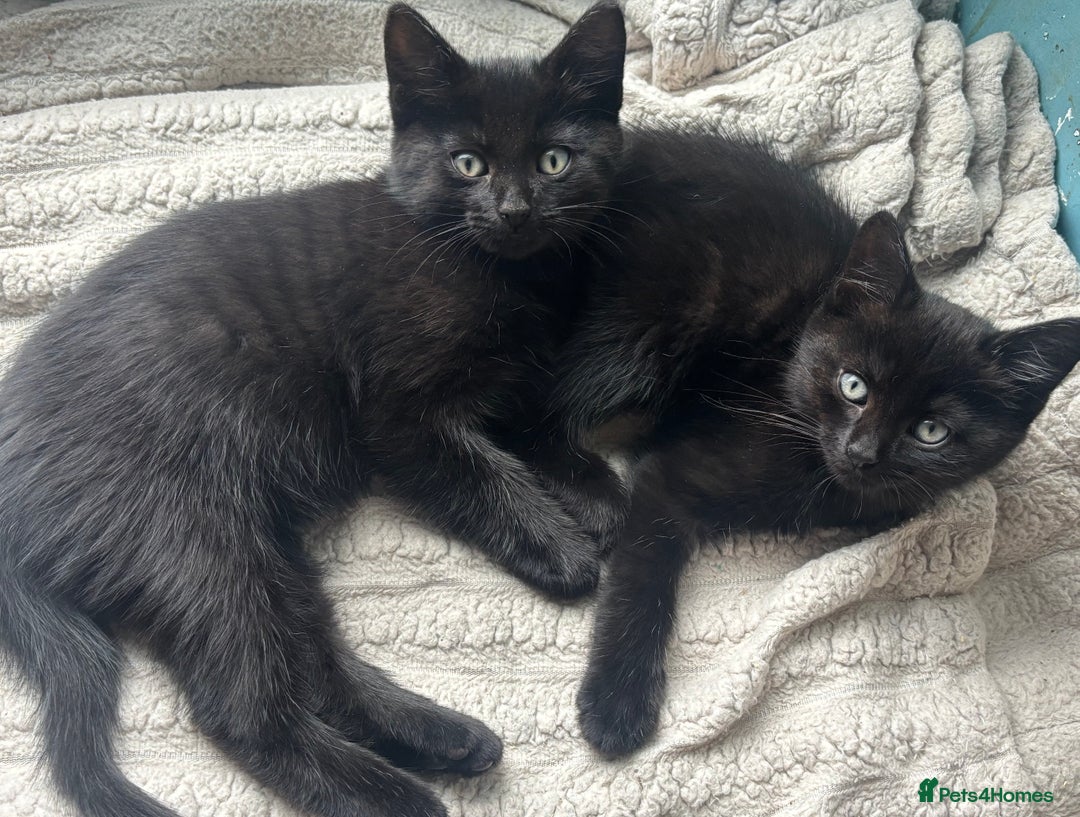 Domestic Shorthair cats for adoption: -Adopt from Cats in Crisis East London  - Image 14