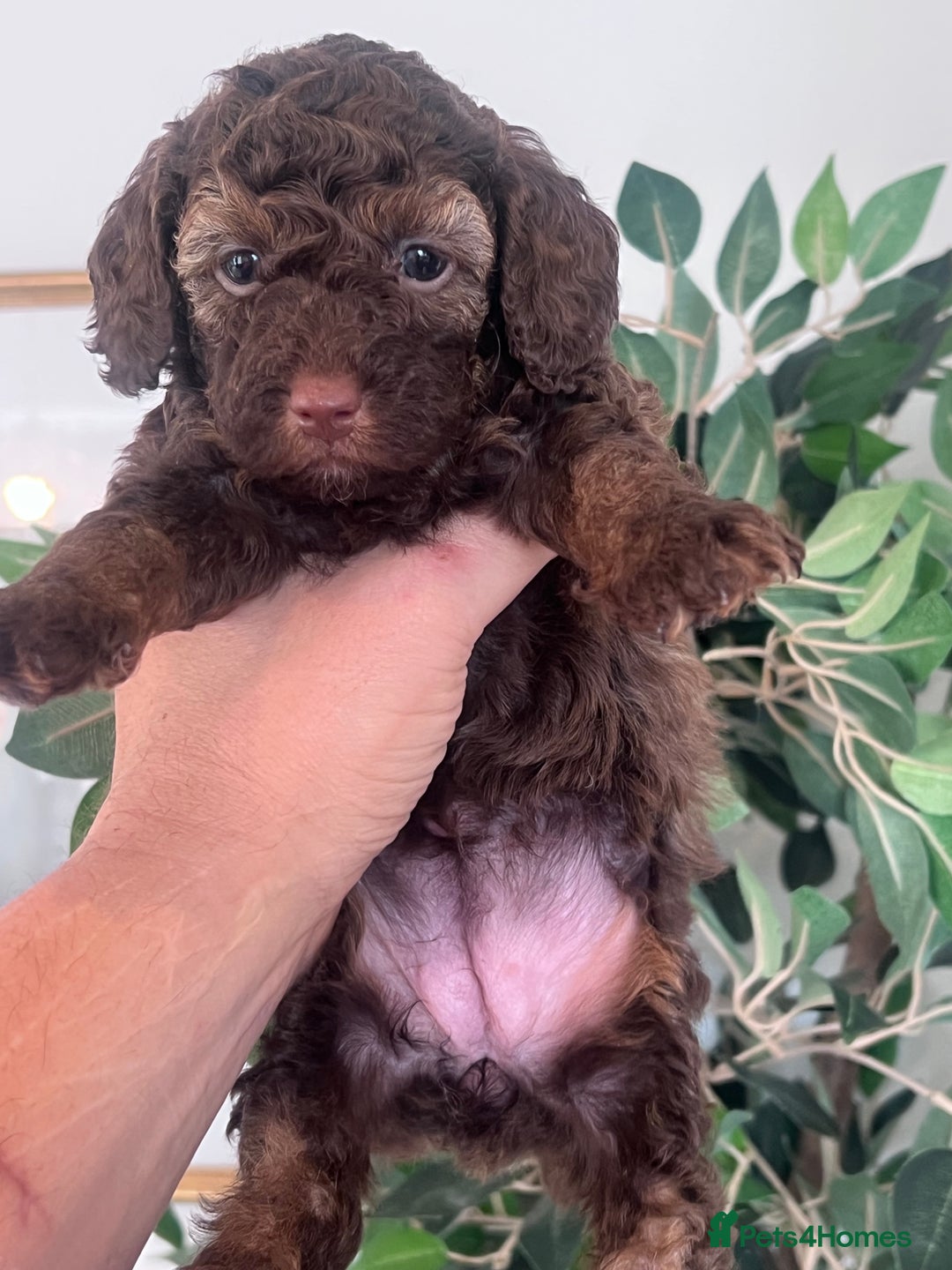 Shihpoo dogs for sale: Imperial toy Shihpoos  - Image 13