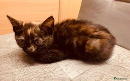 British Shorthair cats for sale: Adorable Multi colour Torty FOR SALE - Image 4