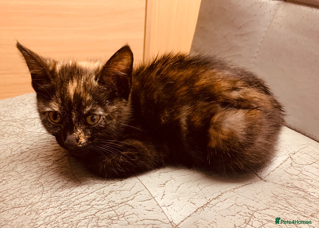 British Shorthair cats for sale: Adorable Multi colour Torty FOR SALE - Image 4