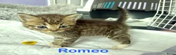 Mixed Breed cats for sale: Fluffy Kittens For Sale in Barry - Advert 9