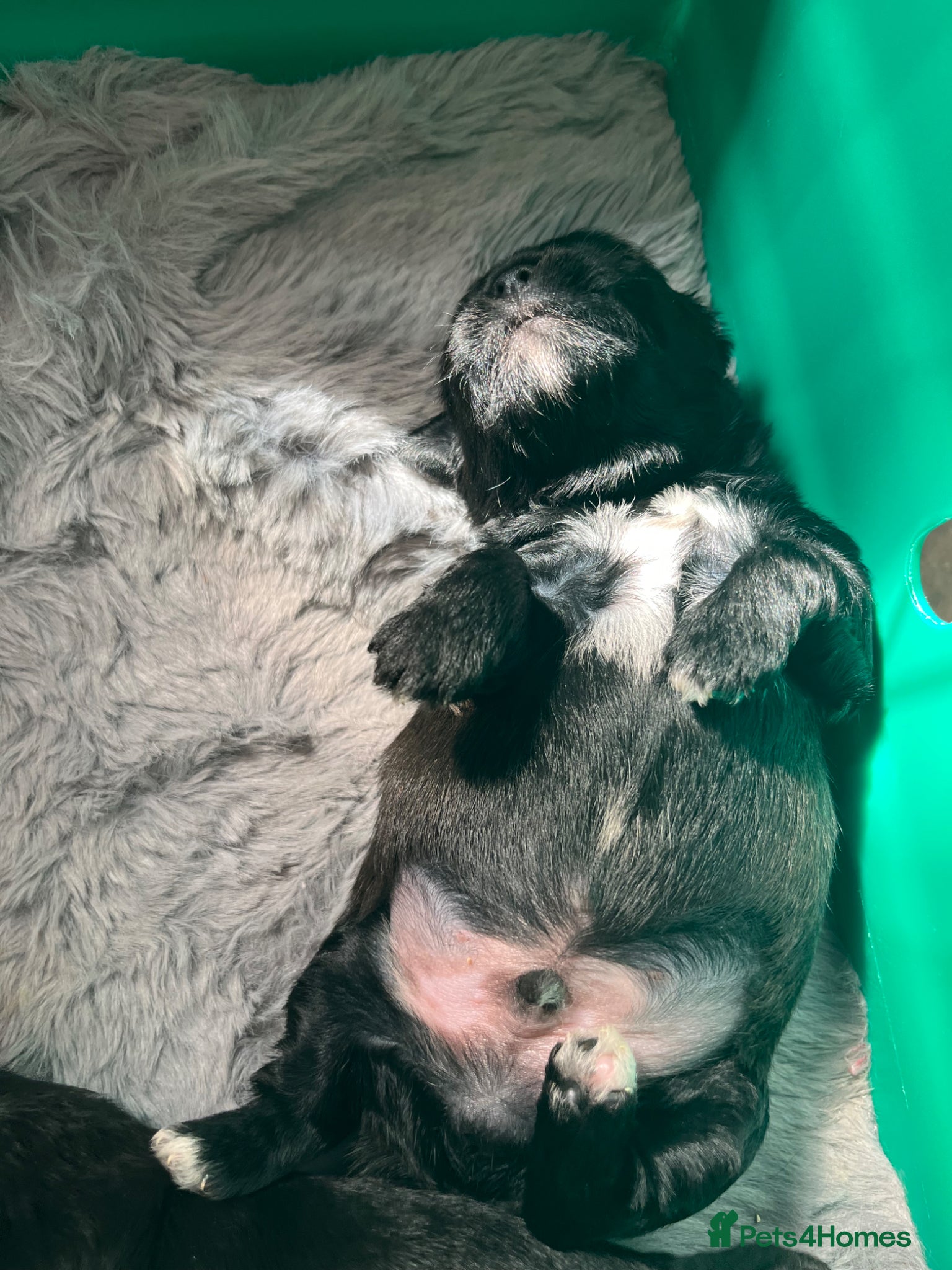 Shihpoo dogs ⭐️ 5 star rated Toy Shihpoo puppies ⭐️ - Advert 1