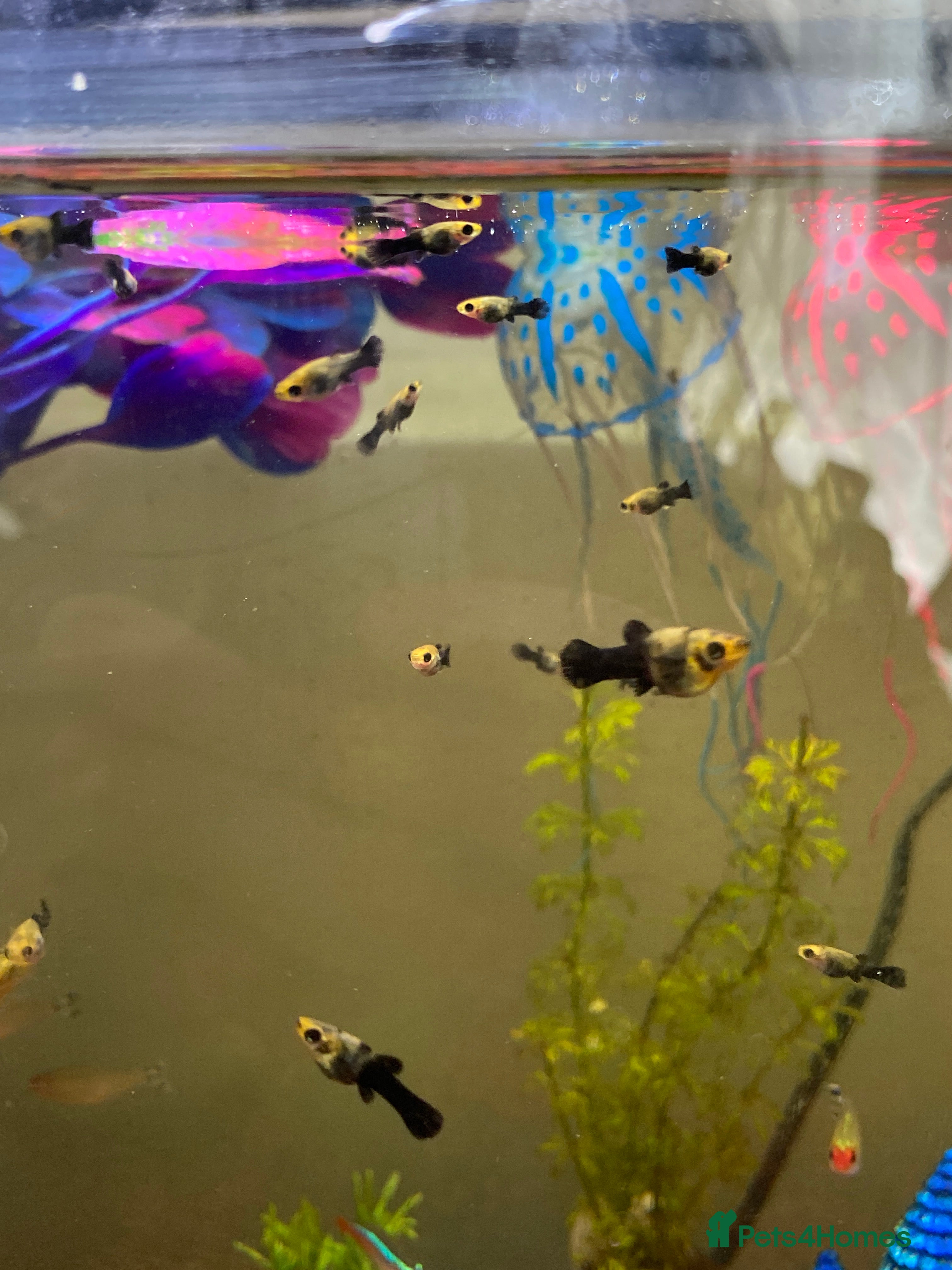 Mollies fish Mollies fry  - Advert 5