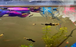 Mollies fish for sale: Mollies fry  - Image 1