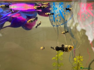 Mollies fish for sale - Advert 1