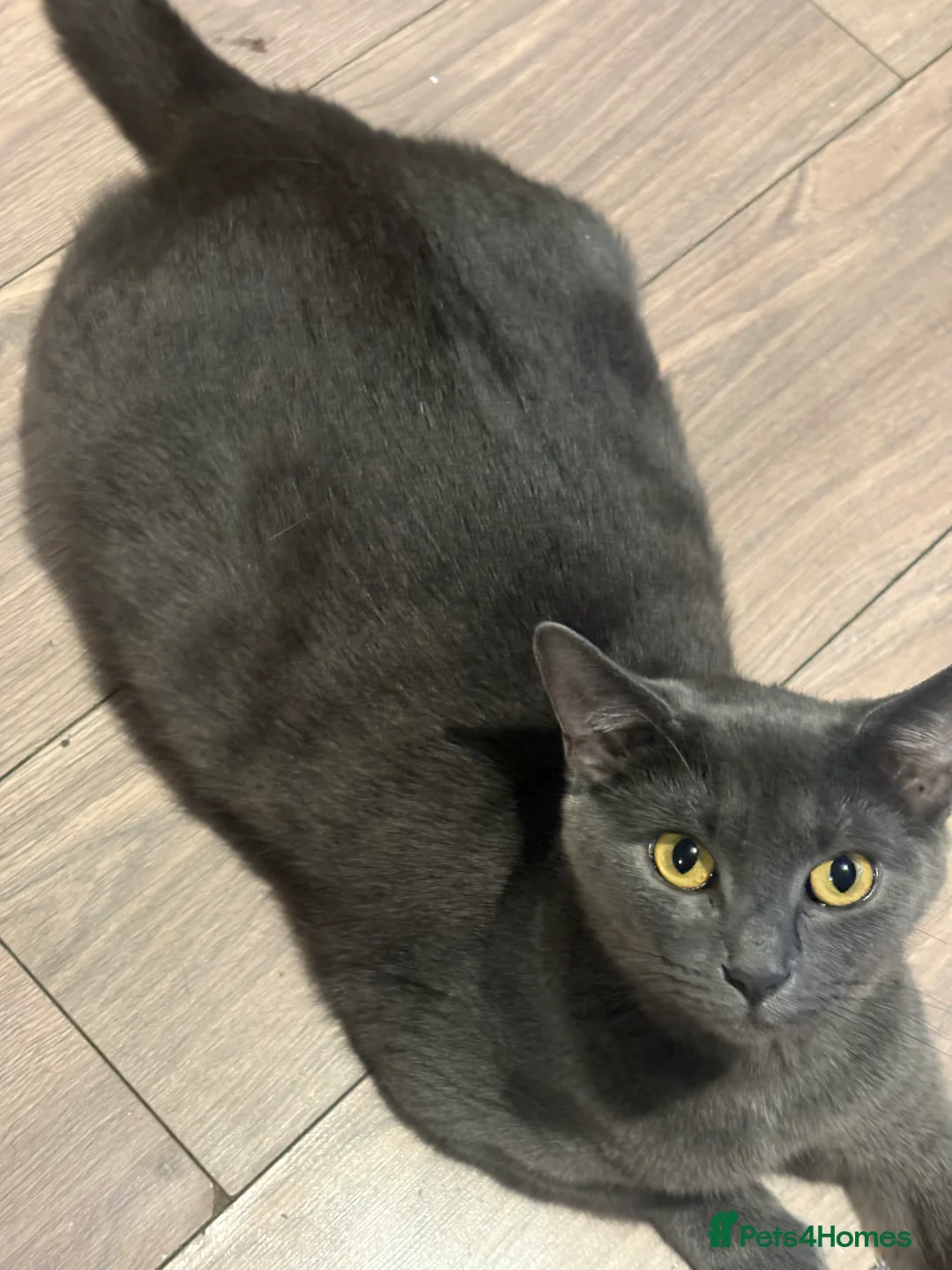 Domestic Shorthair cats for sale: 2 male kittens left out a litter of 5  in West Bromwich - Advert 1