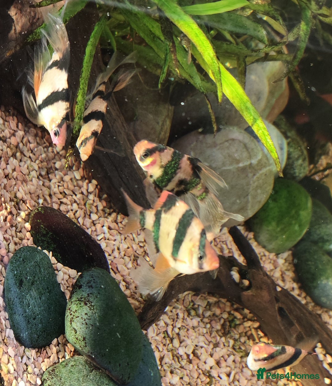 Other/Mixed Breed fish for sale: Mixed Tropical fish Molly/Blue Texas/Tiger barbs - Advert 24