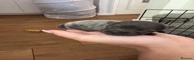 Pomeranian 2