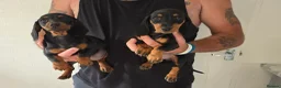 Miniature Dachshund dogs for sale: Beautiful miniture dachshund puppies  - Advert 1