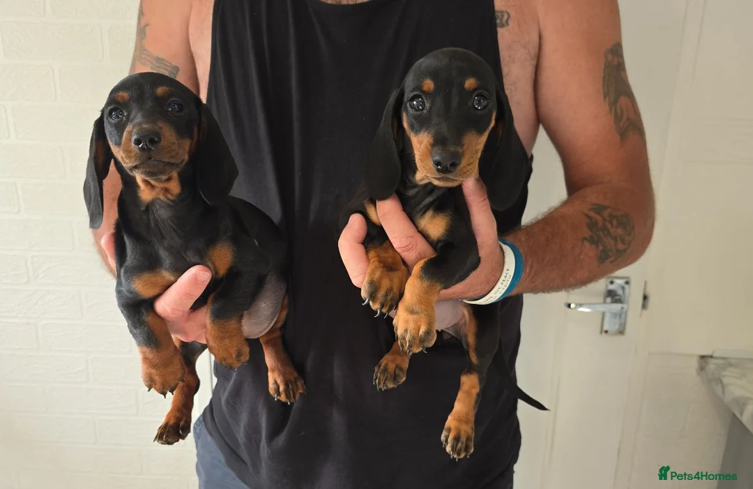 Miniature Dachshund dogs for sale: Beautiful miniture dachshund puppies  - Advert 1