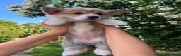 Welsh Corgi Pembroke dogs for sale: KC Registered Welsh Corgi (Pembroke) - Advert 2