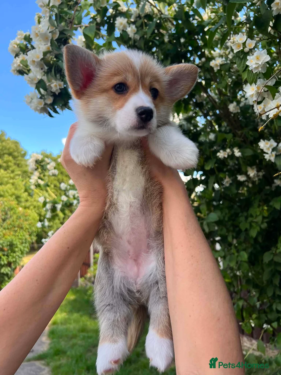 Welsh Corgi Pembroke dogs for sale: KC Registered Welsh Corgi (Pembroke) - Advert 2
