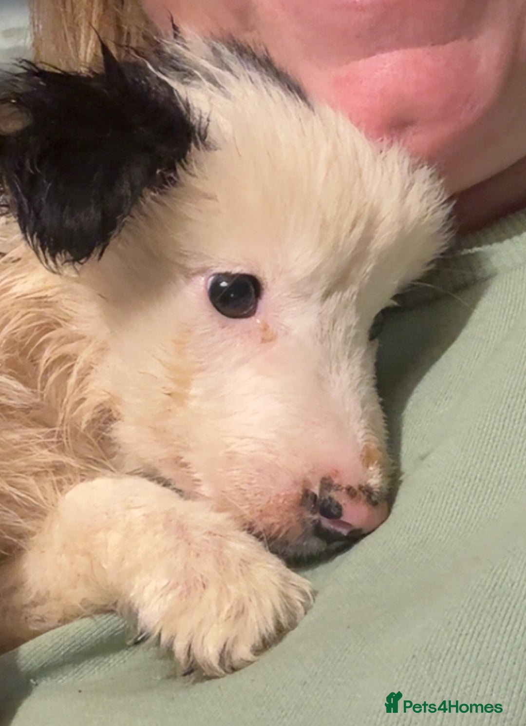 Border Collie dogs for sale: Last girl  - Advert 2