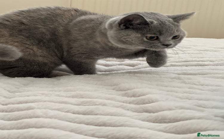 British Shorthair cats - Advert 9