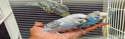Budgerigars birds for sale: Super silly hand tamed baby budgies  - Advert 20