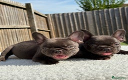 French Bulldog dogs for sale: Hikema X Cheeko (French bulldogs) - Image 24