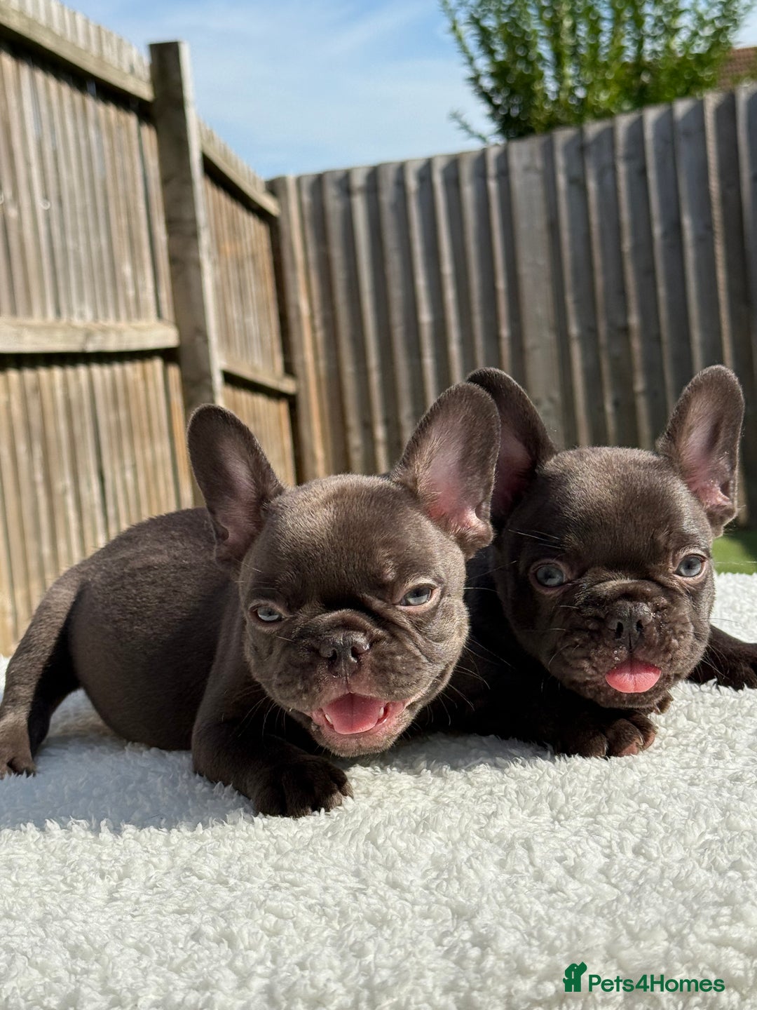 French Bulldog dogs for sale: Hikema X Cheeko (French bulldogs) - Image 24