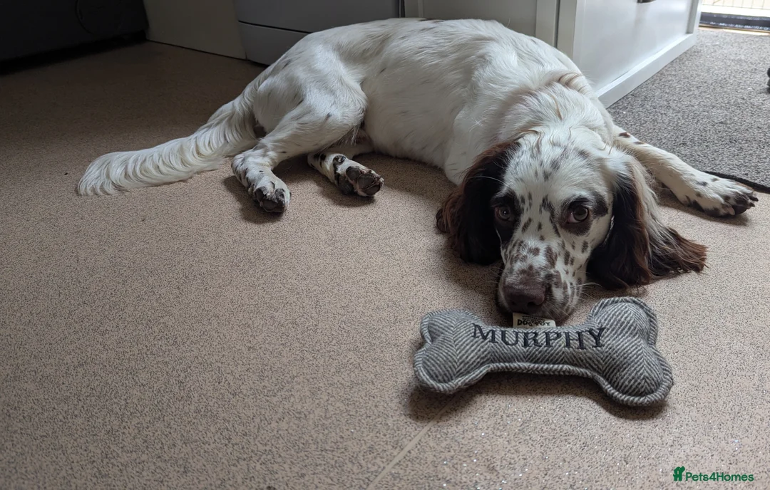 Sprocker dogs for sale: Murphy - Advert 9