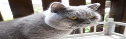 British Shorthair cats for sale: Blue British shorthair male - Advert 4