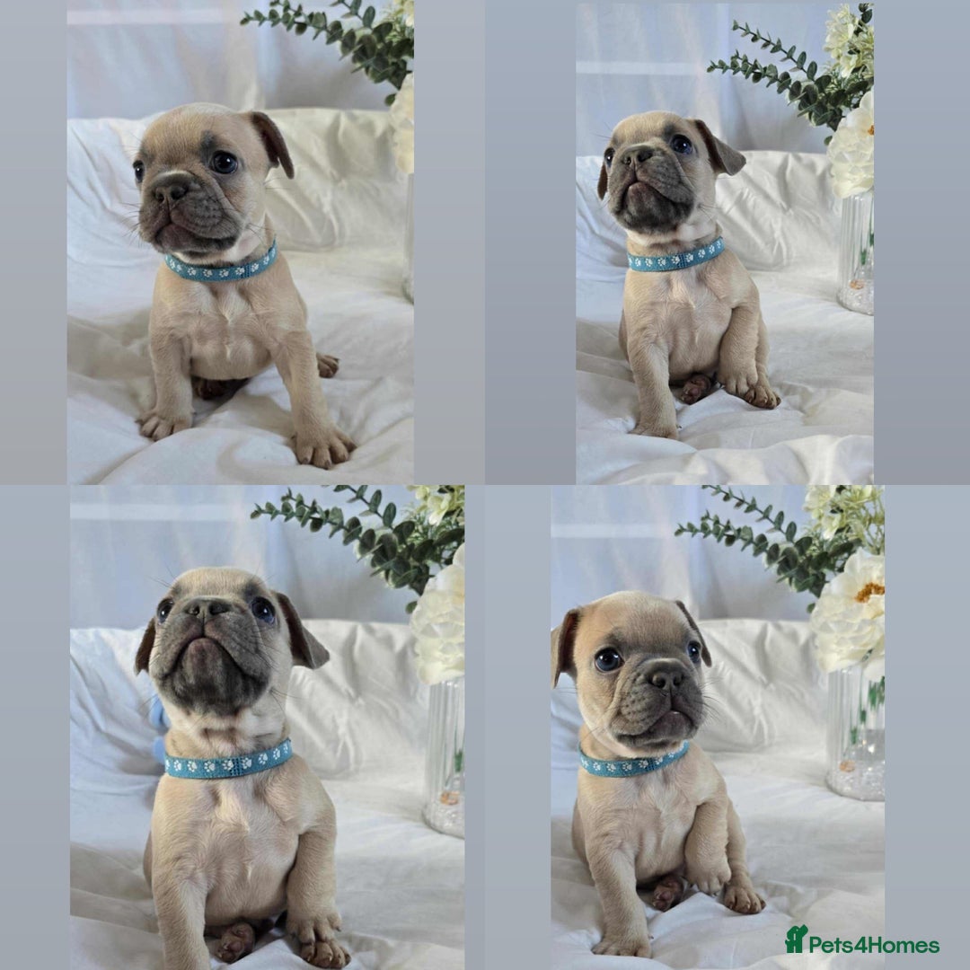 French Bulldog dogs for sale: 10 weeks old KC registered French bulldog puppies  - Image 2