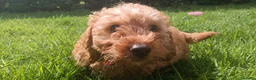Cockapoo dogs for sale: Ready now- F1b Miniature Cockapoo Pup Charlie  - Advert 10
