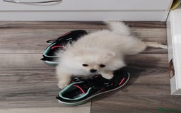 Pomeranian dogs for sale: Baby Teacup pomeranian boy  - Image 2