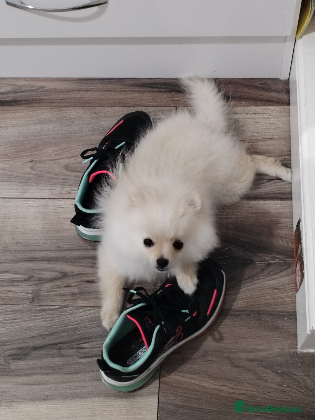 Pomeranian dogs for sale: Baby Teacup pomeranian boy  - Image 2