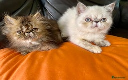 Persian cats for sale: READY NOW GCCF REG PKD FREE EXOTICS - Image 3