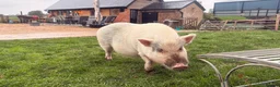 Pig livestock for sale: 2 sisters  in Colchester - Advert 3