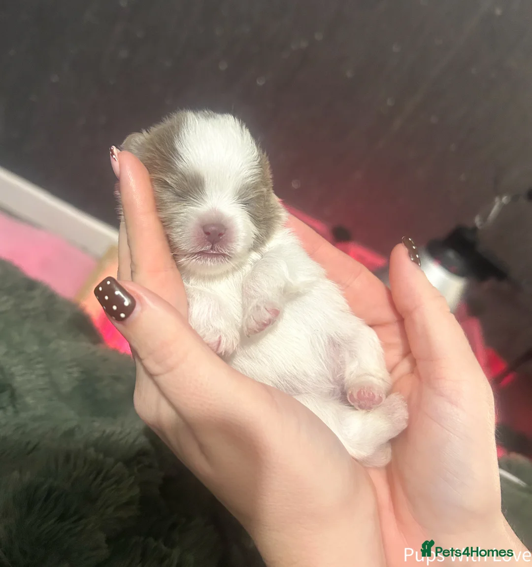 Pomeranian dogs for sale: Beautiful  **  Russian Girls  - Advert 11