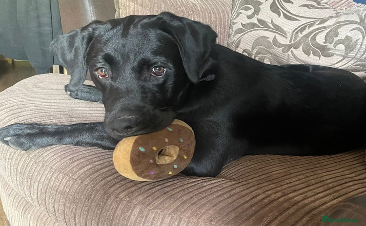 Labrador Retriever dogs - Advert 1