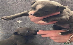 Staffordshire Bull Terrier dogs for sale: Blue Staffordshire bull terrier  - Image 9