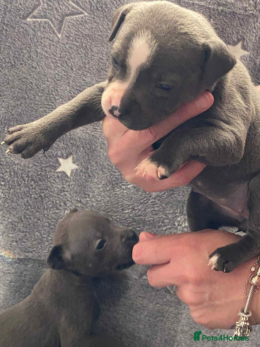 Staffordshire Bull Terrier dogs for sale: Blue Staffordshire bull terrier  - Image 9