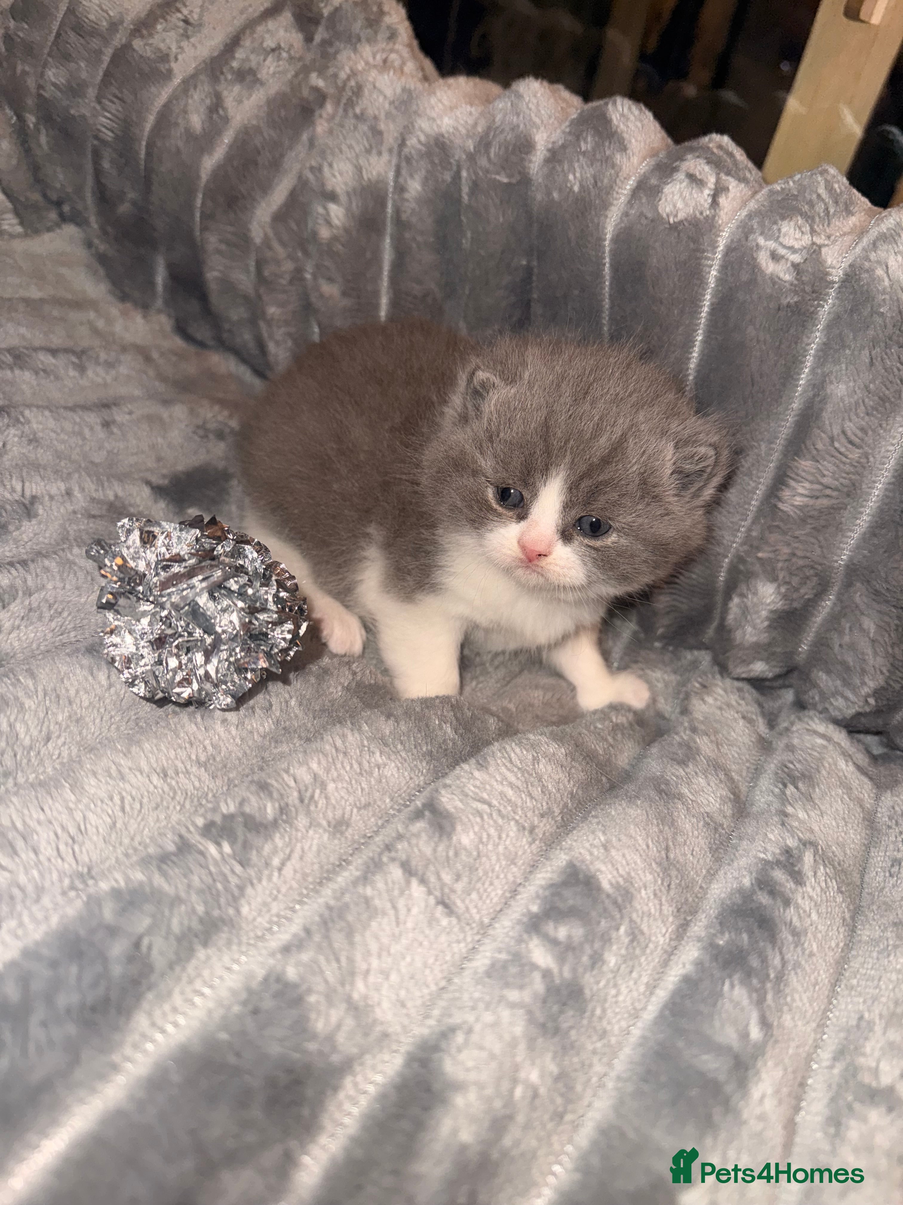 British Shorthair cats Outstanding British shorthairs  - Advert 8