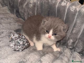 British Shorthair cats Outstanding British shorthairs - Advert 7