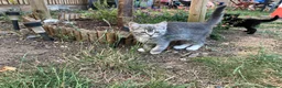 British Shorthair cats for sale: READY NOW British Short Hair x Bengal Kittens - Advert 10