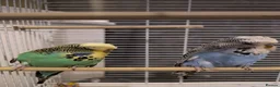 Budgerigars birds for sale: Exhibition Budgies Breeder pair and Budgie pair  - Advert 3