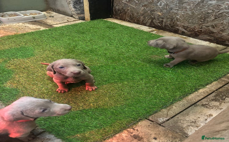 Mixed Breed dogs - Advert 3