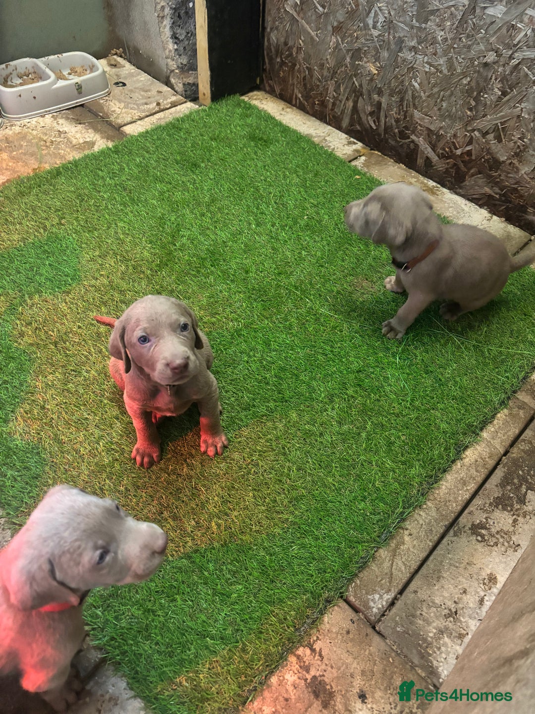 Mixed Breed dogs for sale: Pointer puppies  - Image 1