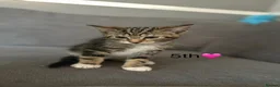 Mixed Breed cats for sale: Kittens  in Grantham - Advert 4