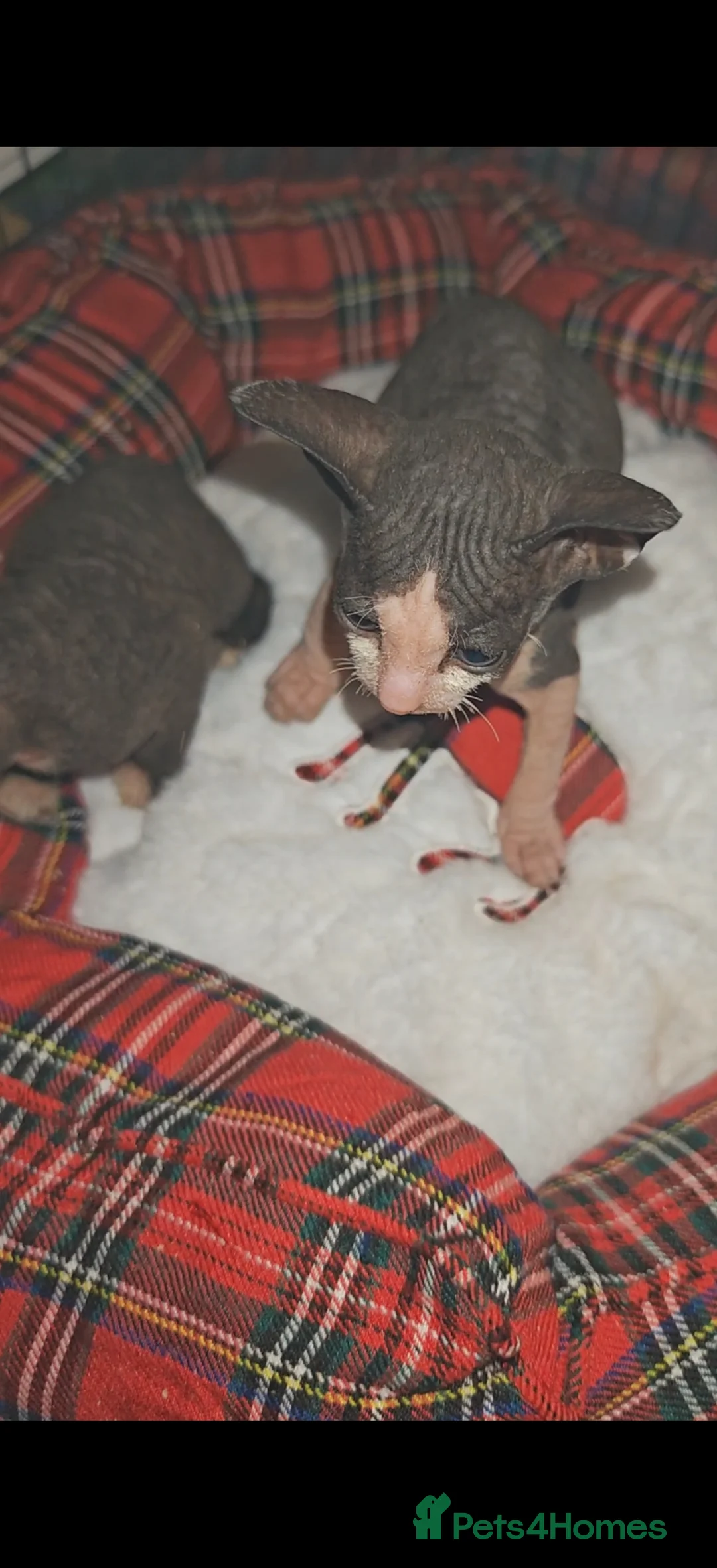 Mixed Breed cats for sale: Sweet girls  - Advert 22