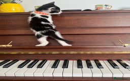 Mixed Breed cats for sale: CLEMMIE’S CUTIES- reduced price due to holidays  - Image 1