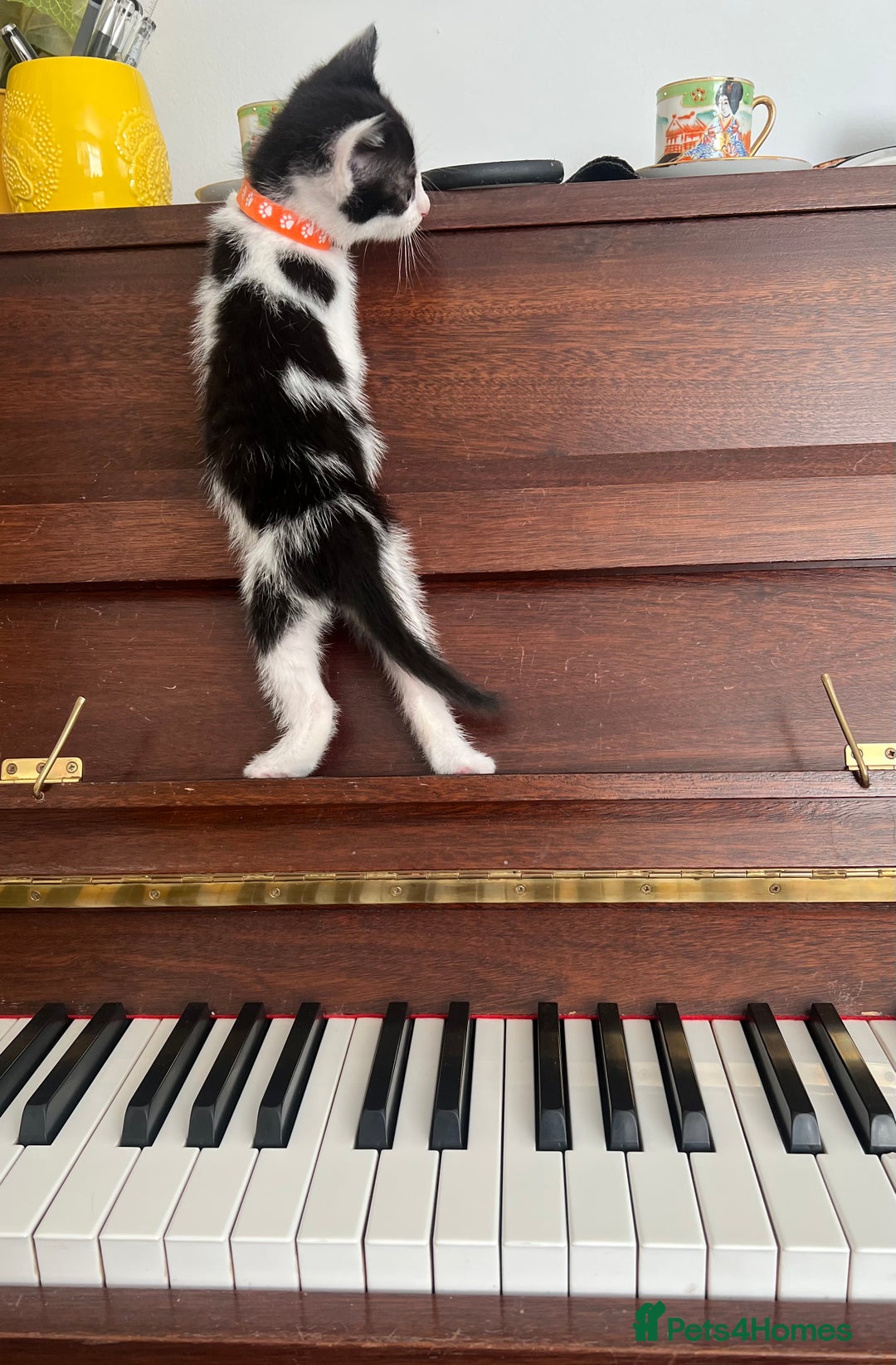 Mixed Breed cats for sale: CLEMMIE’S CUTIES- reduced price due to holidays  - Image 1