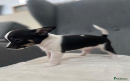 Chihuahua dogs for sale: 5Stunning tiny Smooth coat 🍏head chihuahua puppys - Image 9