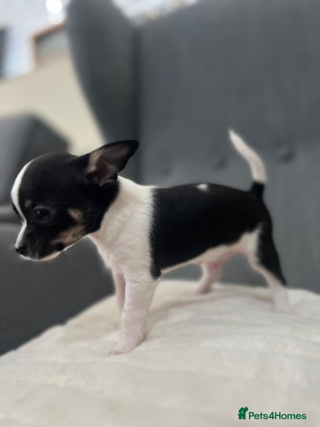Chihuahua dogs for sale: 5Stunning tiny Smooth coat 🍏head chihuahua puppys - Image 9